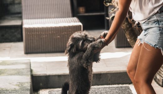 犬の問題行動は、本当に犬の問題？